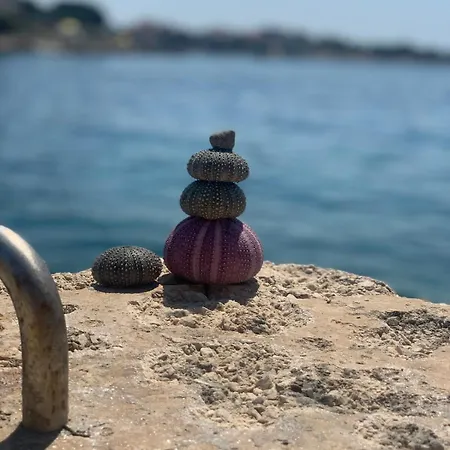 Aloha * סביד